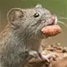 Mice Exterminator