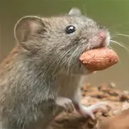 Mr. Exterminator photo 6