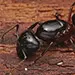 Ant Exterminator