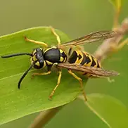 Wasp Exterminator
