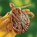 Insect Exterminator