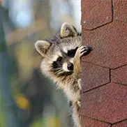 Wildlife Removal